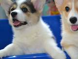 Собаки, щенки Вельш корги пемброк, цена 14500 Грн., Фото