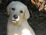 Собаки, щенята Лабрадор ретрівер, ціна 9000 Грн., Фото