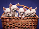 Собаки, щенки Чихуа-хуа, цена 15000 Грн., Фото