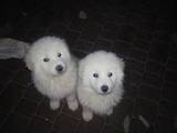 Собаки, щенки Польская подхаланская овчарка, цена 6000 Грн., Фото