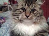 Кошки, котята Мэйн-кун, цена 1000 Грн., Фото
