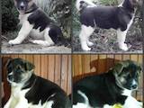 Собаки, щенята Акіта-іну, ціна 12000 Грн., Фото