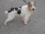 Собаки, щенята Жорсткошерстий фокстер'єр, ціна 5000 Грн., Фото