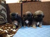 Собаки, щенки Японский хин, цена 900 Грн., Фото