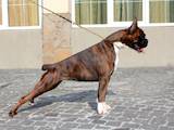 Собаки, щенята Боксер, ціна 25000 Грн., Фото