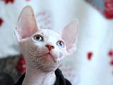 Кошки, котята Канадский сфинкс, цена 28000 Грн., Фото