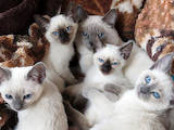 Кошки, котята Тайская, цена 10000 Грн., Фото