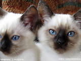 Кішки, кошенята Тайська, ціна 10000 Грн., Фото