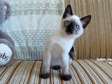 Кішки, кошенята Тайська, ціна 10000 Грн., Фото