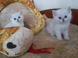 Кошки, котята Шиншилла, цена 5000 Грн., Фото
