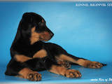 Собаки, щенята Босерон, ціна 7000 Грн., Фото