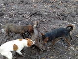 Собаки, щенята Гладкошерста фокстер'єр, ціна 600 Грн., Фото