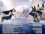 Собаки, щенки Восточно-Европейская овчарка, цена 8000 Грн., Фото