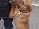 Собаки, щенята Американський стаффордширський тер'єр, Фото