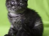 Кошки, котята Британская короткошерстная, цена 900 Грн., Фото