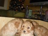 Собаки, щенки Большой пудель, цена 6000 Грн., Фото
