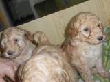 Собаки, щенки Большой пудель, цена 6000 Грн., Фото