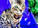 Кошки, котята Бенгальская, цена 30000 Грн., Фото