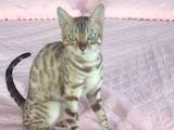 Кошки, котята Бенгальская, цена 30000 Грн., Фото