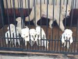 Собаки, щенята Біла Швейцарська вівчарка, ціна 3000 Грн., Фото