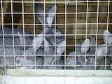 Гризуни Кролики, ціна 100 Грн., Фото