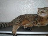 Кошки, котята Шотландская короткошерстная, цена 10 Грн., Фото