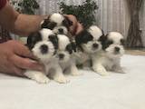 Собаки, щенки Ши-тцу, цена 3500 Грн., Фото