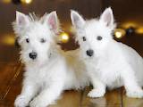 Собаки, щенята Вестхайленд уайт тер'єр, ціна 22600 Грн., Фото