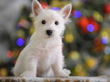 Собаки, щенята Вестхайленд уайт тер'єр, ціна 22600 Грн., Фото