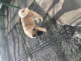 Собаки, щенята Американський акіта, ціна 10000 Грн., Фото