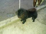 Собаки, щенята Чау-чау, ціна 5500 Грн., Фото