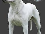 Собаки, щенята Аргентинський дог, ціна 20000 Грн., Фото