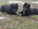 Собаки, щенки Восточно-Сибирская лайка, цена 3500 Грн., Фото