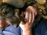Собаки, щенята Жорсткошерста такса, ціна 4000 Грн., Фото