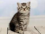 Кошки, котята Шотландская короткошерстная, цена 1800 Грн., Фото