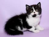 Кошки, котята Шотландская короткошерстная, цена 3700 Грн., Фото