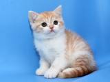 Кошки, котята Шотландская короткошерстная, цена 3700 Грн., Фото