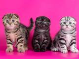 Кішки, кошенята Шотландська висловуха, ціна 5500 Грн., Фото