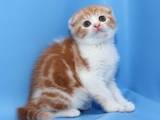 Кішки, кошенята Шотландська висловуха, ціна 5500 Грн., Фото