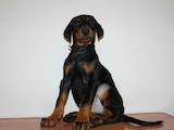Собаки, щенята Доберман, ціна 10000 Грн., Фото