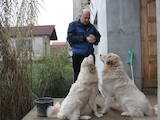 Собаки, щенки Спаривание, цена 1500 Грн., Фото