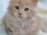 Кошки, котята Мэйн-кун, цена 19600 Грн., Фото