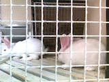 Животноводство Кролиководство, цена 130 Грн., Фото