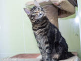 Кішки, кошенята Мейн-кун, ціна 3800 Грн., Фото
