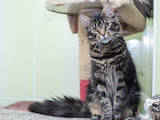 Кішки, кошенята Мейн-кун, ціна 3800 Грн., Фото