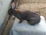 Гризуни Кролики, ціна 1200 Грн., Фото
