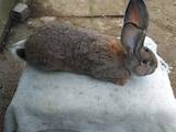 Грызуны Кролики, цена 1200 Грн., Фото
