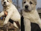 Собаки, щенки Среднеазиатская овчарка, цена 10000 Грн., Фото