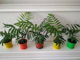 Домашні рослини Пальми, ціна 300 Грн., Фото