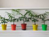 Домашние растения Пальмы, цена 300 Грн., Фото